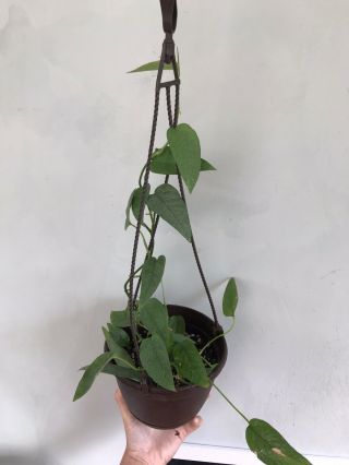 Epipremnum Pinnatum Cebu Blue (potted Hanging Plant) Rare Aroid