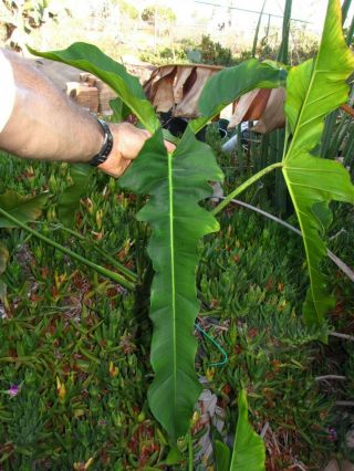 PHILODENDRON LONGILOBATUM,  Stunning Leaf,  Fantastic RARE Brazilian Aroid Plant 2