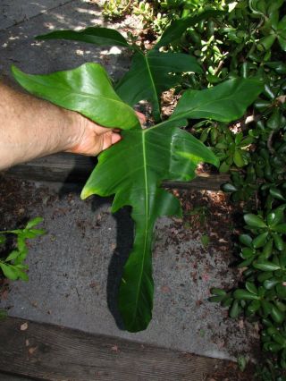 PHILODENDRON LONGILOBATUM,  Stunning Leaf,  Fantastic RARE Brazilian Aroid Plant 3