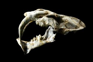[htsh038] A,  Rare Saber Saber - Toothed Cat Megantereon Skull Fossil
