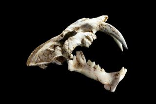 [HTSH038] A,  Rare Saber Saber - toothed cat Megantereon Skull Fossil 2