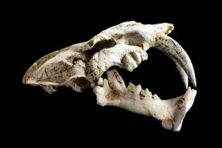 [HTSH038] A,  Rare Saber Saber - toothed cat Megantereon Skull Fossil 3