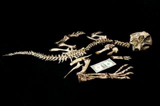 [psit05] Rare Museum Grade Large Psittacosaurus Dinosaur Skeleton Fossil
