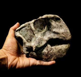 [PSIT05] Rare Museum Grade Large Psittacosaurus Dinosaur Skeleton Fossil 2