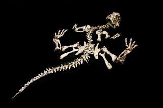 [PSIT05] Rare Museum Grade Large Psittacosaurus Dinosaur Skeleton Fossil 3