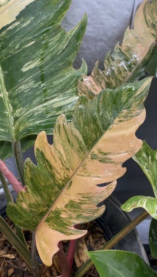 XXXL Philodendron Caramel Marble - Rare - - HIGHLY Variegated - 2