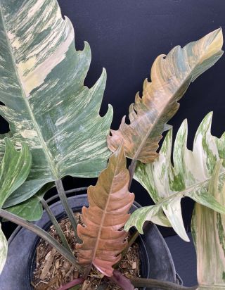 XXXL Philodendron Caramel Marble - Rare - - HIGHLY Variegated - 3