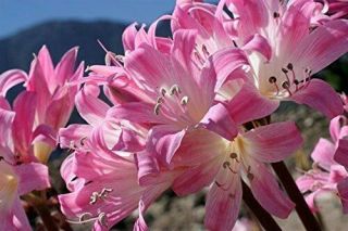 Jumbo Naked Lady Amaryllis Bulbs Perennial Hippeastrum Rare Exotic Flower Pink