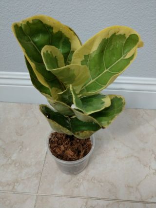 Variegated Fiddle Leaf Fig (Ficus Lyrata Variegata) Ultra Rare Collector ' s Plant 3