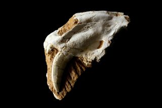 [htsh056] Rare Partial Saber Saber - Toothed Cat Skull Fossil