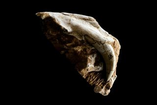 [HTSH056] Rare Partial Saber Saber - toothed cat Skull Fossil 2