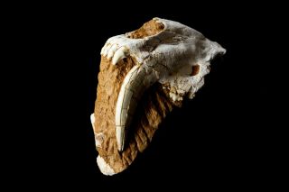 [HTSH056] Rare Partial Saber Saber - toothed cat Skull Fossil 3