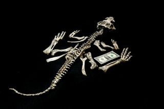 [psit06] Rare Museum Grade Large Psittacosaurus Dinosaur Skeleton Fossil