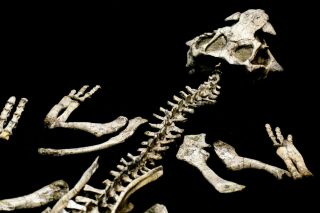 [PSIT06] Rare Museum Grade Large Psittacosaurus Dinosaur Skeleton Fossil 2