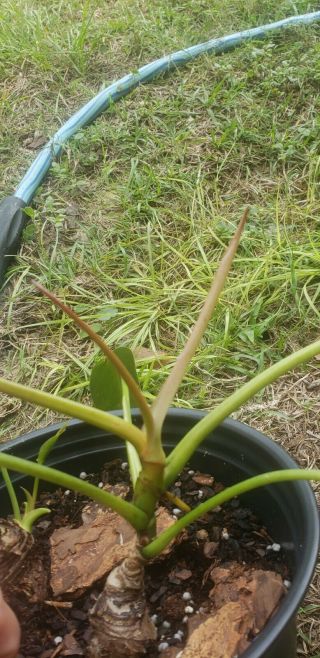rare Philodendron spiritus sancti cutting 3