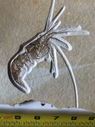 Very Rare Huge Solnhofen Jurassic Shrimp Fossil Fantastic Specimen