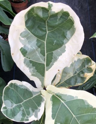 Rare Aroid Variegated Ficus Lyrata Fiddle Leaf Fig Plant Monstera Philodendron