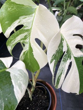 Extremely Rare Monstera Albo Variegata Variegated Aroid Rooted Plant