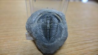 Geological Enterprises Rare Cambrian Fossil Trilobite Labiostria Westropi