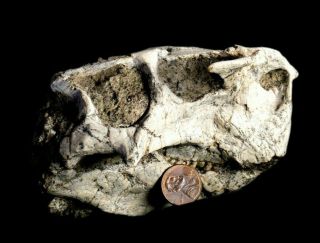 [lpth007] Rare Museum Grade Large Psittacosaurus Dinosaur Skull Fossil