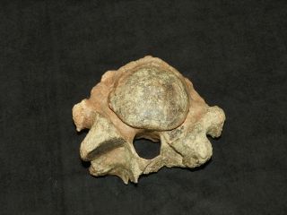 Rare Old Arkansas Dinosaur Fossil Bone Mastodon Vertebra