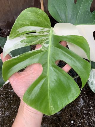 Albo Variegated Borsigiana Monstera ROOTED Rare Philodendron Plant 2