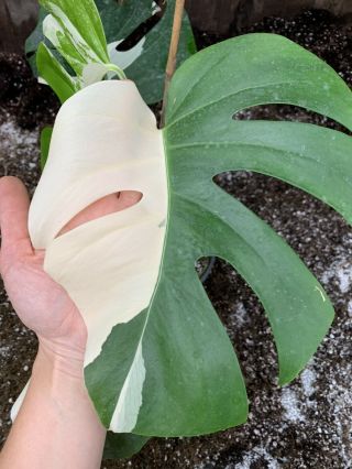 Albo Variegated Borsigiana Monstera ROOTED Rare Philodendron Plant 3