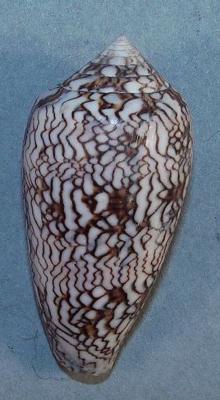 Conus Textile Euetrios 53.  37mm Rare Specimen Inhaca Island,  Mozambique
