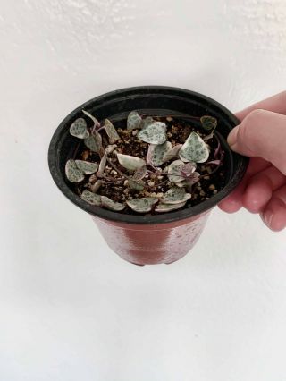 Variegated String Of Hearts - Rare,  Fully Rooted Cuttings In Soil