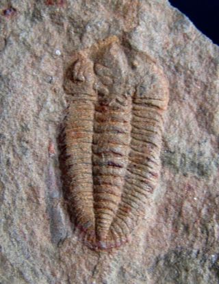 And Rare Trilobites.  Ormathops Clariondi Ordovician.  Morocco.  Nº67