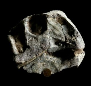 [lpth011] Rare Museum Grade Large Psittacosaurus Dinosaur Skull Fossil
