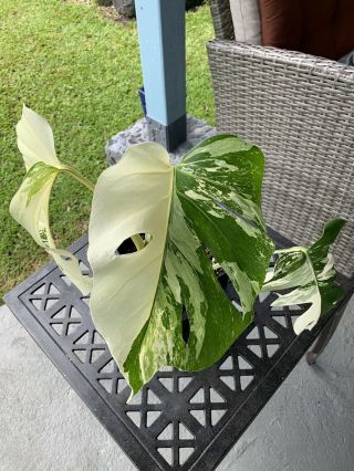Variegated Monstera Albo Aroid Rare.  Healthy Plant In 5x7 Pot.  Largest Leaf 11”