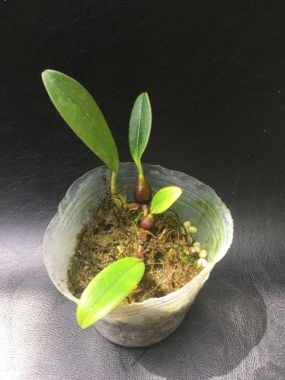 Bulbophyllum Sigaldiae Orchid Rare Species Blooming Size Plant 4