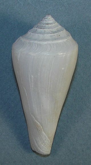 Conus Bozzetti 52.  64mm Rare Specimen Off Northern Somalia 2008