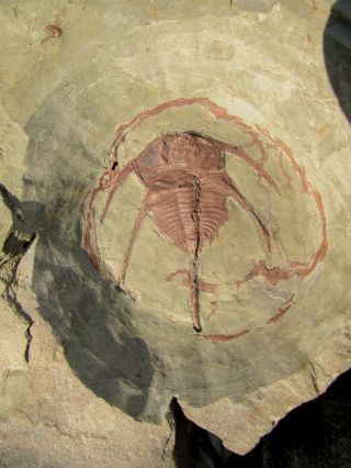 Rare Bristolia Harringtoni Trilobite Fossil
