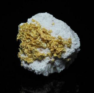 Stunning Rare Crystalline Gold In Quartz Specimen - 22.  24 G,  Cape York