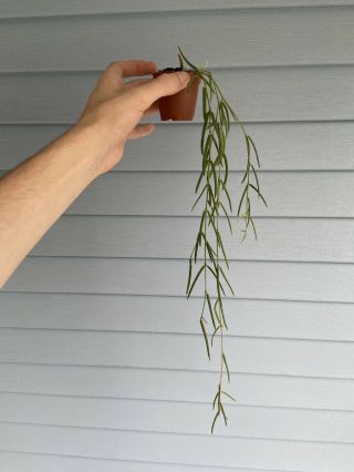 Hoya Linearis Rooted Cutting 18” Long | Rare House Plant