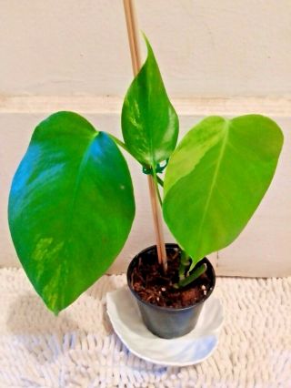 Rare Variegated Monstera Aurea Rooted Plant,  No California Etc Read All