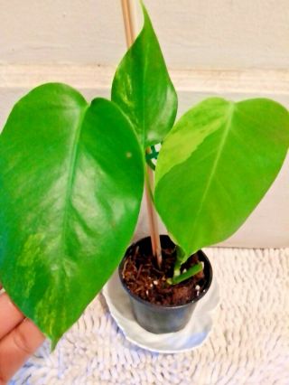 Rare Variegated Monstera Aurea rooted plant,  No California etc read all 2