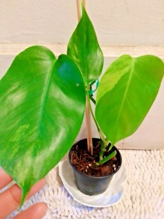 Rare Variegated Monstera Aurea rooted plant,  No California etc read all 3