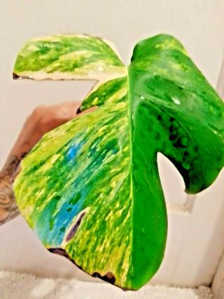 Rare Variegated Monstera Aurea Rooted Cutting,  No California Etc,  Read All.