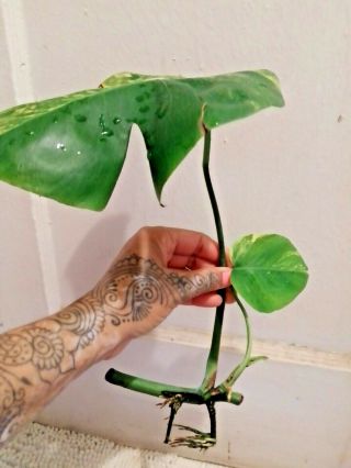 Rare Variegated Monstera Aurea rooted cutting,  NO California etc,  read all. 2