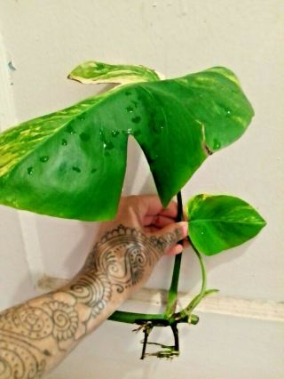 Rare Variegated Monstera Aurea rooted cutting,  NO California etc,  read all. 3