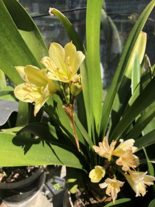 Yellow Clivia Solomone Or Call Yellow Bush Lily Rare