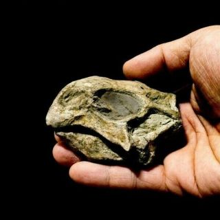 [lpth008] Rare Museum Grade Baby Psittacosaurus Dinosaur Skull Fossil