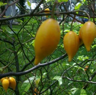 Tabernanthe Iboga - Very Rare - 5 Very Fresh Seeds - - - - - Don 