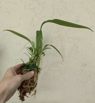 Anthurium Bakeri In 3” Pot Growth Rare Aroid Flowering Size Plant 12” Leaf