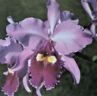 Rare Cattleya Orchids - C Warscewiczii 