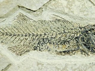 X - Ray Bones A Rare 100 Natural Mioplosus Fish Fossil From Wyoming 291gr