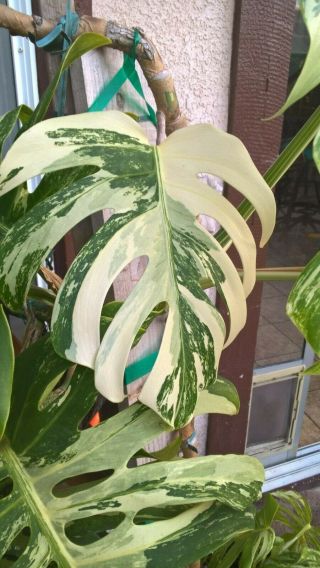 Variegated Monstera Deliciosa " Albo Borsigiana " Large Rooted Plant " A "